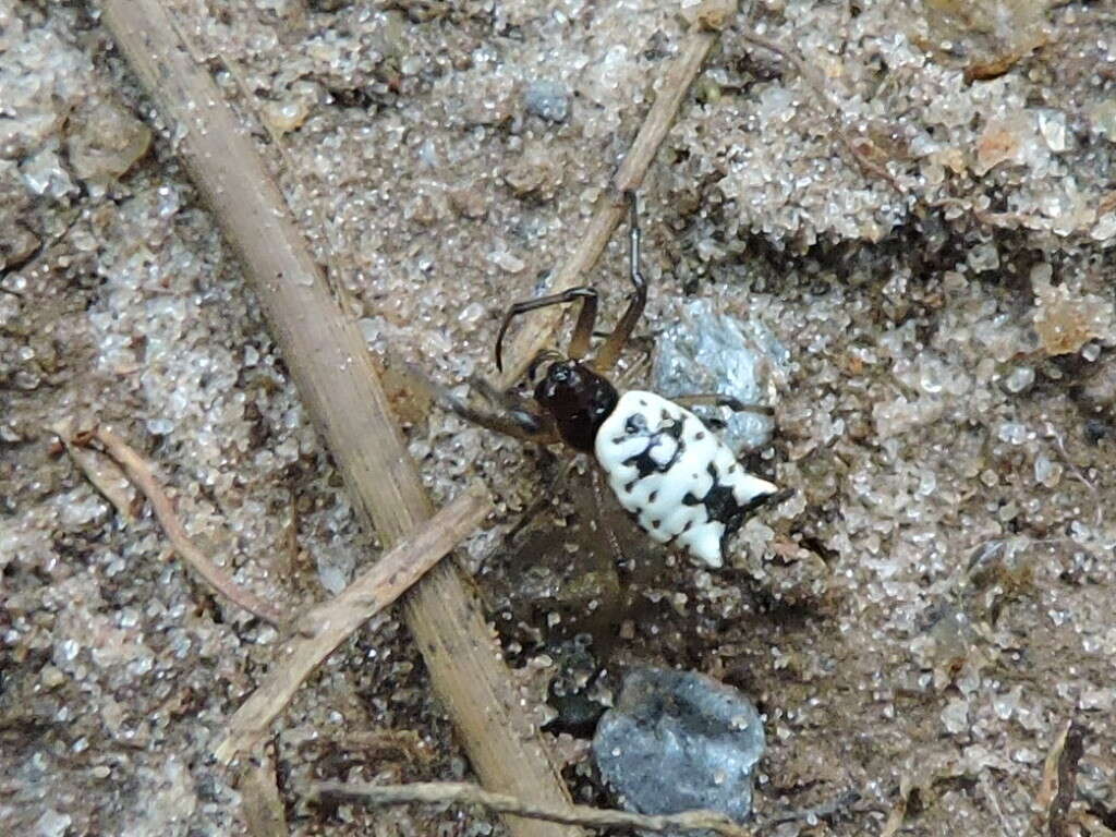 Image of White Micrathena