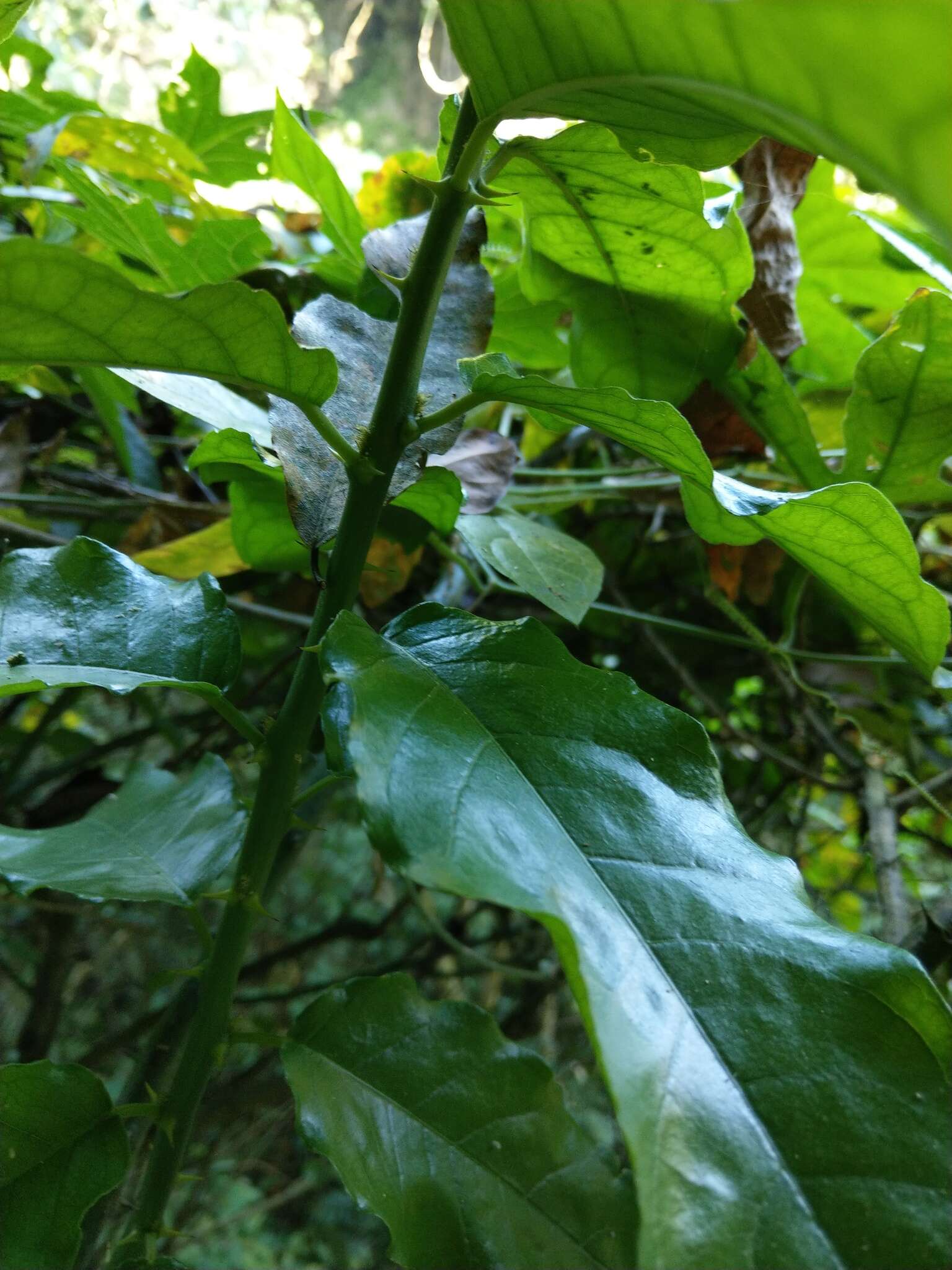 Слика од Capparis micracantha DC.