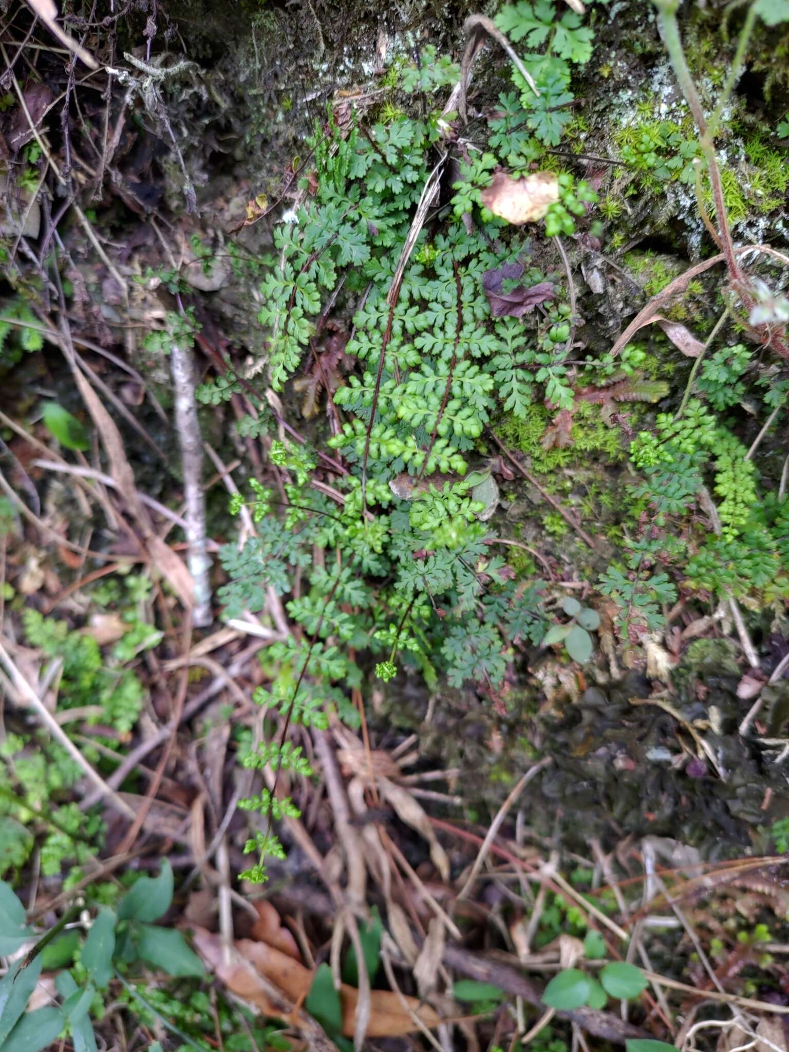 Image of Oeosporangium chusanum (Hook.) Fraser-Jenk.