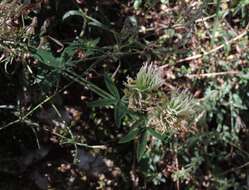 Image of Trifolium ochroleucon var. ochroleucon