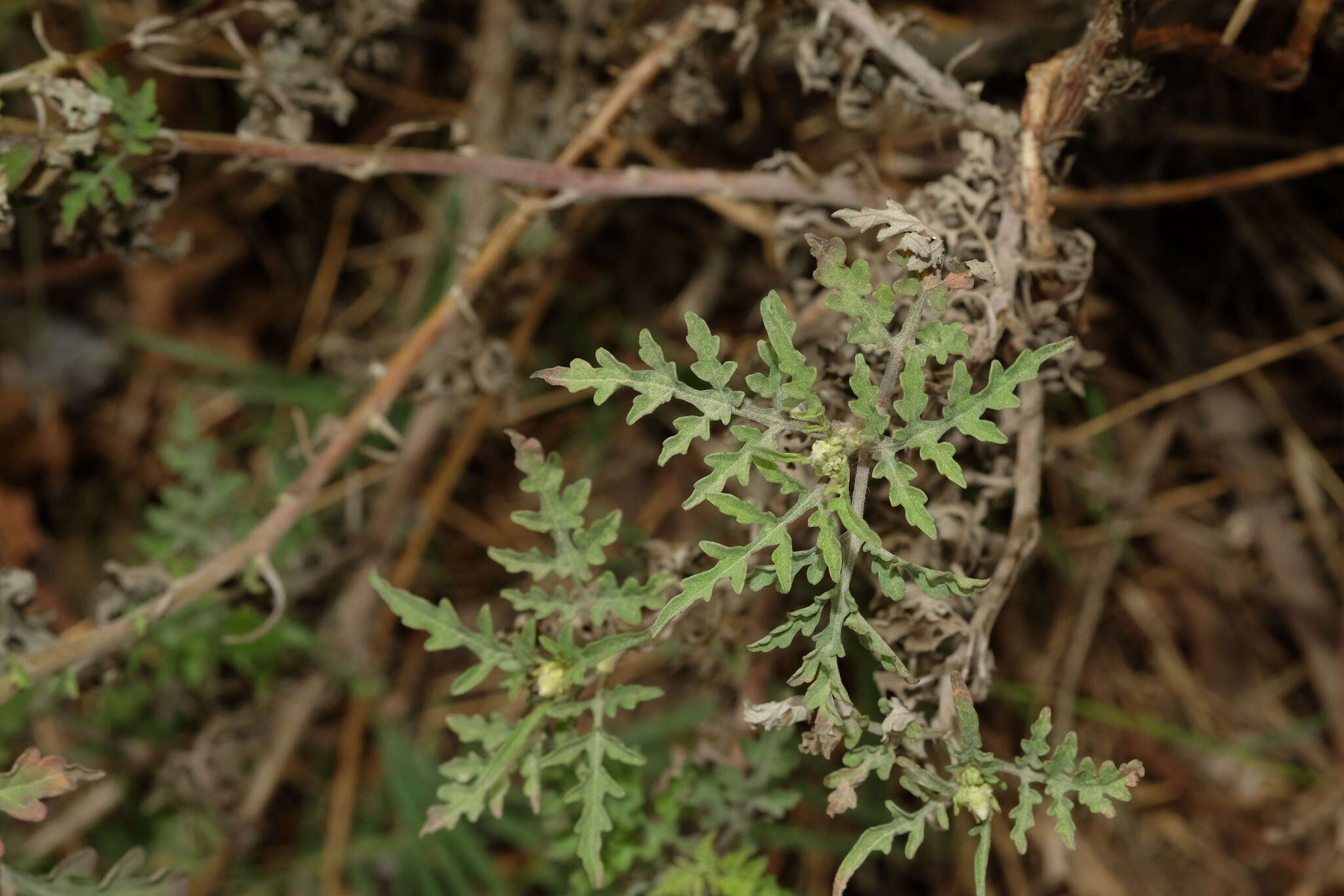 Image de Ambrosia peruviana Willd.