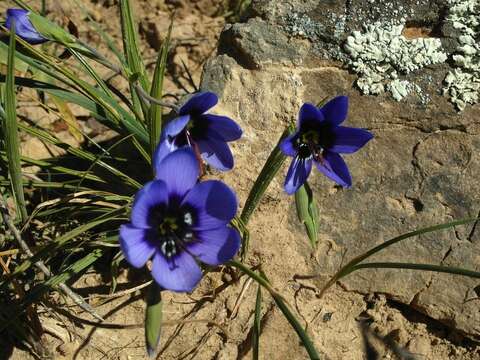 Image of Geissorhiza splendidissima Diels