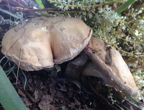 Image of Tylopilus minor Singer 1945