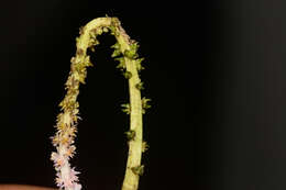 Image of Drifting Sword Plant