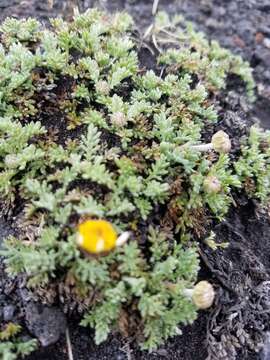 Image of Anthemis aetnensis Schouw