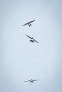 Image of Asian House Martin