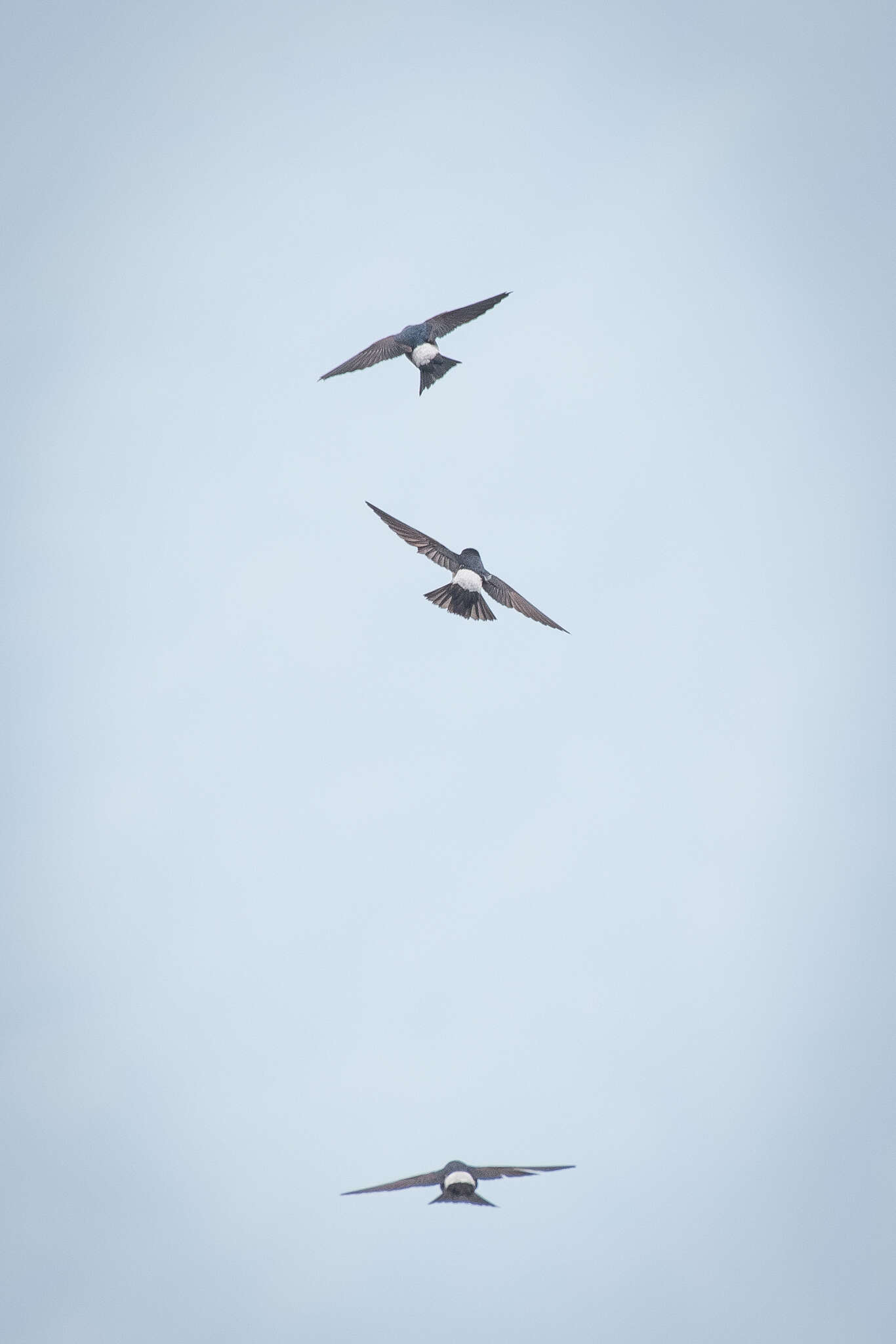 Image of Asian House Martin