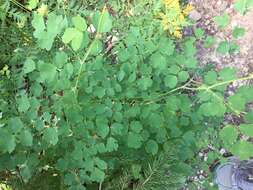 Image of Fendler's meadow-rue