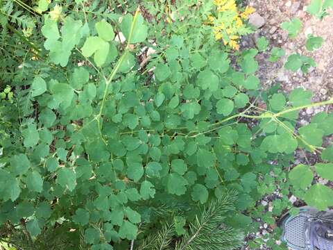 Image of Fendler's meadow-rue