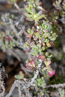 Image of rosy bluebush