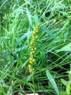 Image of Brown fox sedge