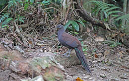 Image of Mountain Peacock-Pheasant