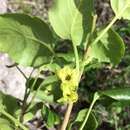 Image de Nothocestrum latifolium A. Gray