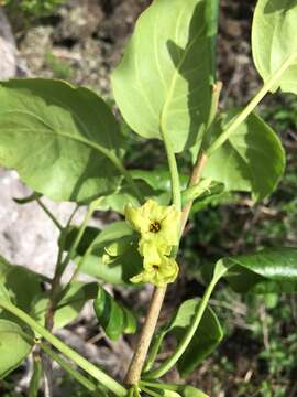 صورة Nothocestrum latifolium A. Gray