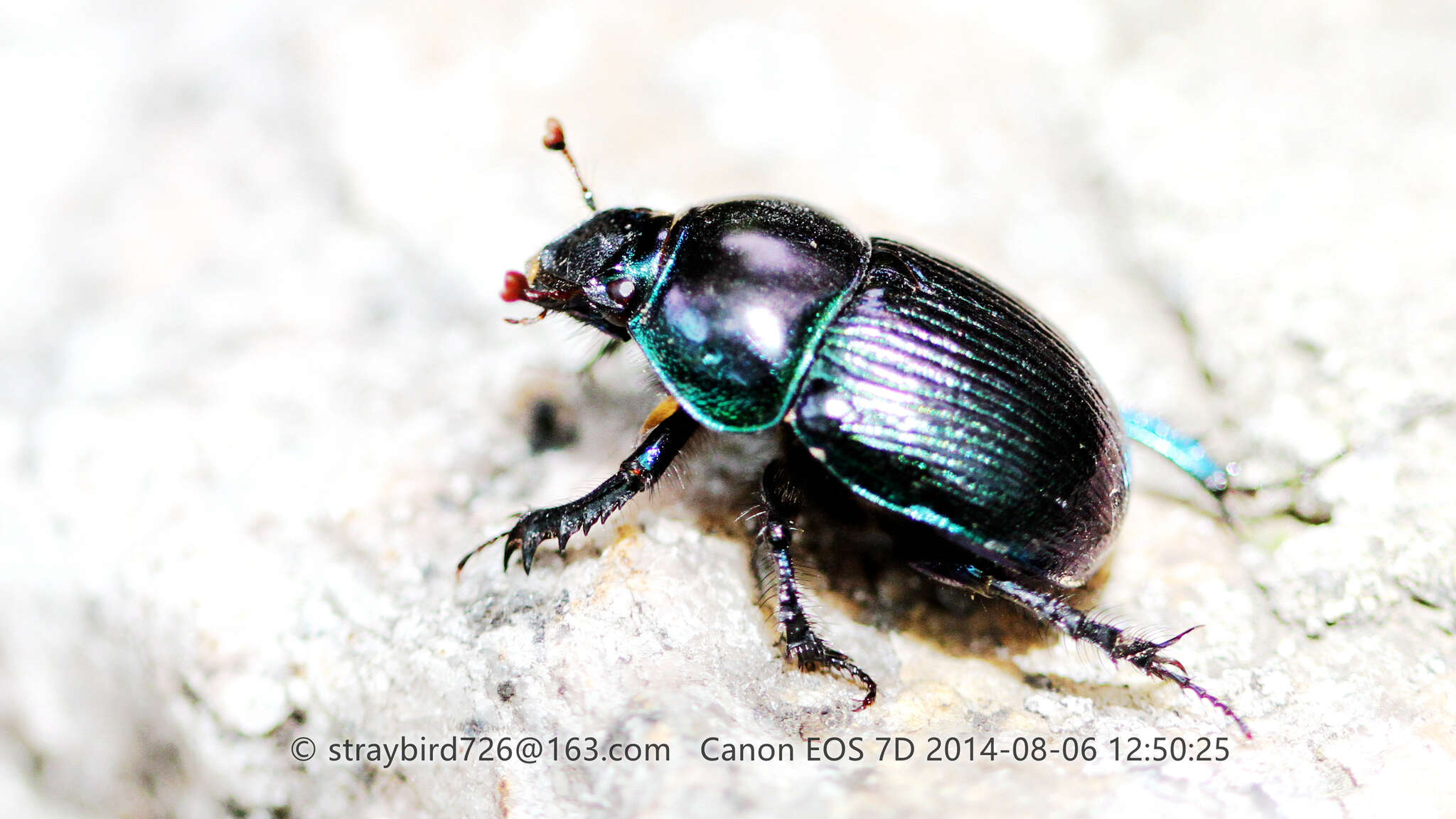 Image of Phelotrupes (Chromogeotrupes) auratus (Motschulsky 1857)