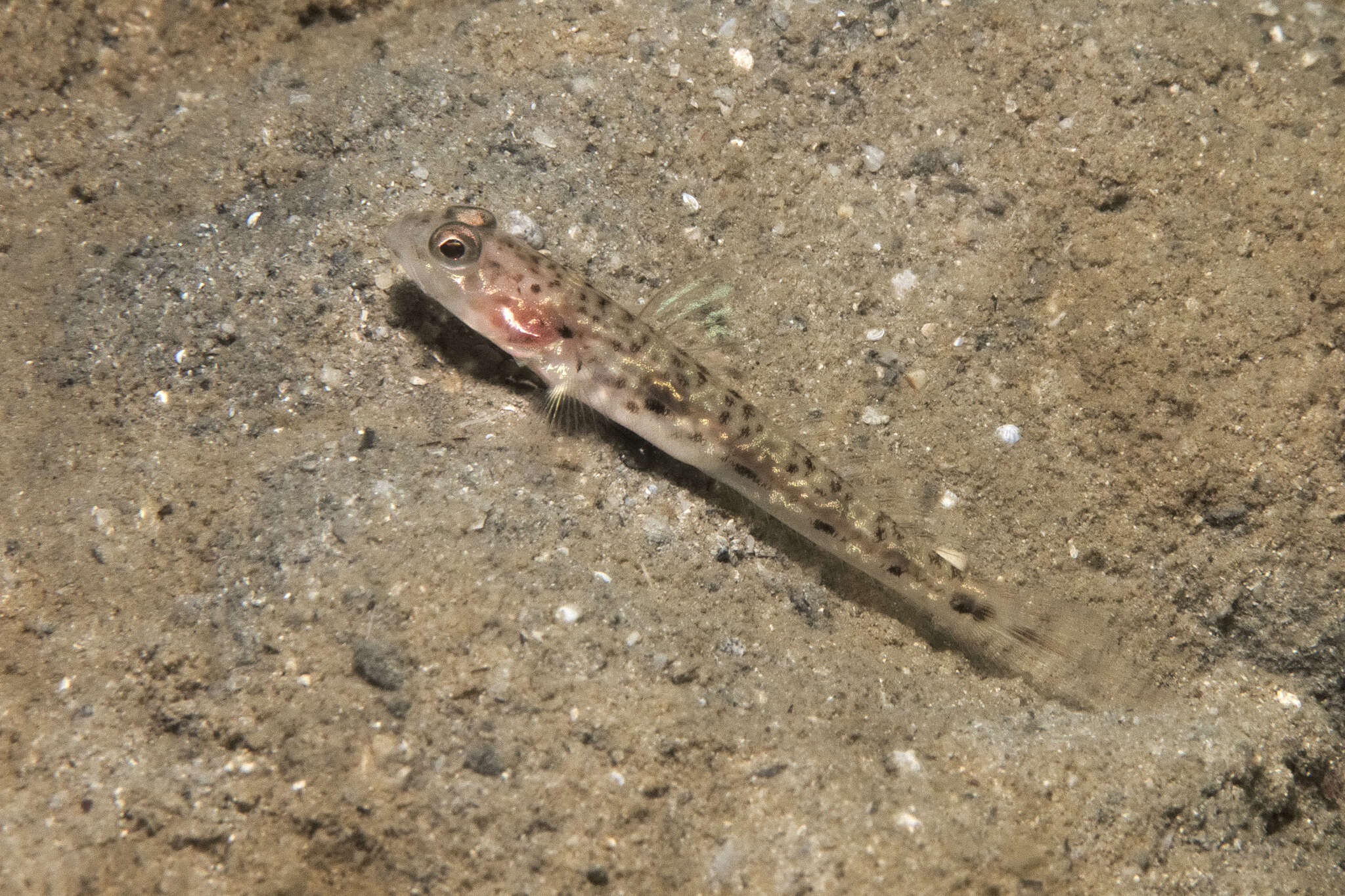 Image of Lanceolate shrimpgoby