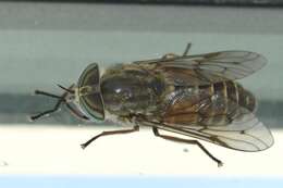 صورة Hybomitra enigmatica Teskey 1982