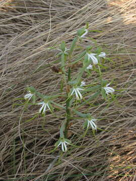 Bonatea porrecta (Bolus) Summerh. resmi