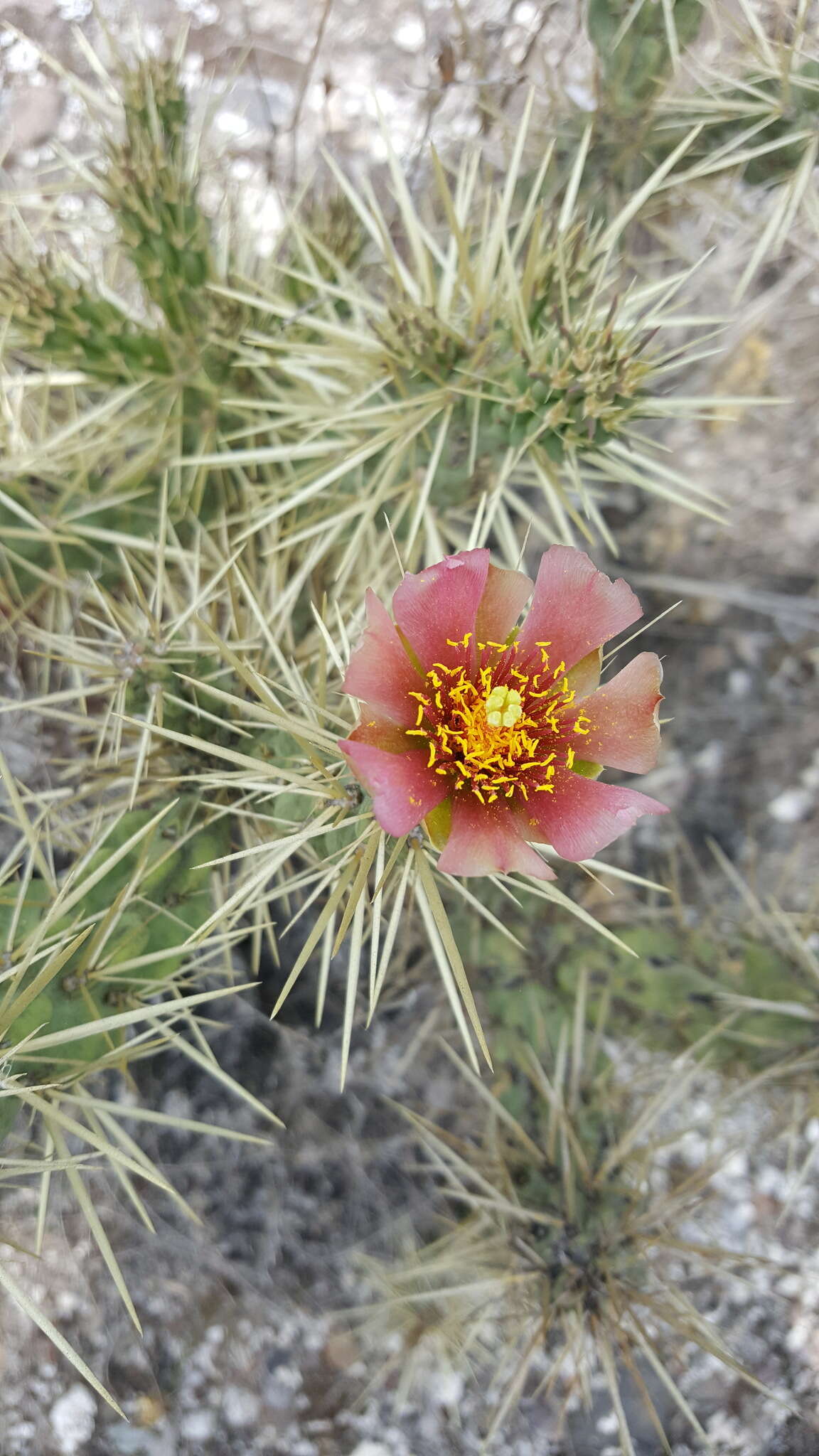 Image of Cylindropuntia imbricata subsp. rosea