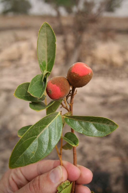 Image of false yam