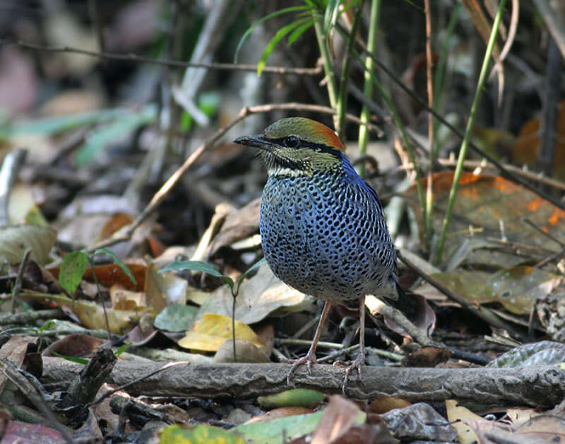 Image of Blue Pitta