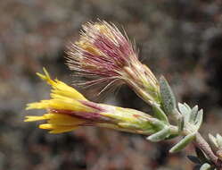 Imagem de Pteronia erythrochaeta DC.