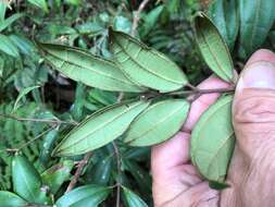 Rhodamnia rubescens (Benth.) Miq. resmi