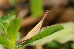 Image de Atractomorpha similis Bolívar & I. 1884