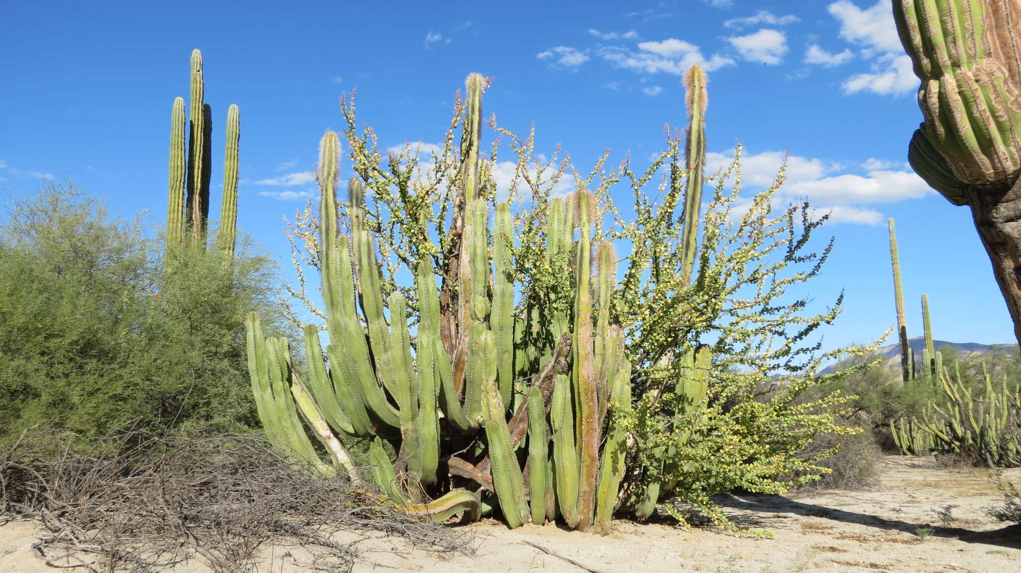 Image of senita cactus