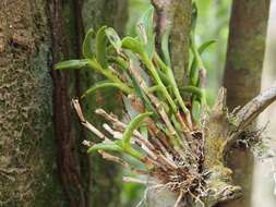 Image of Epidendrum barbeyanum Kraenzl.