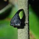 Image of Phormophora maura Fabricius