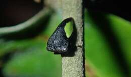 Image of Phormophora maura Fabricius