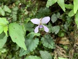 صورة Viola mucronulifera Hand.-Mazz.