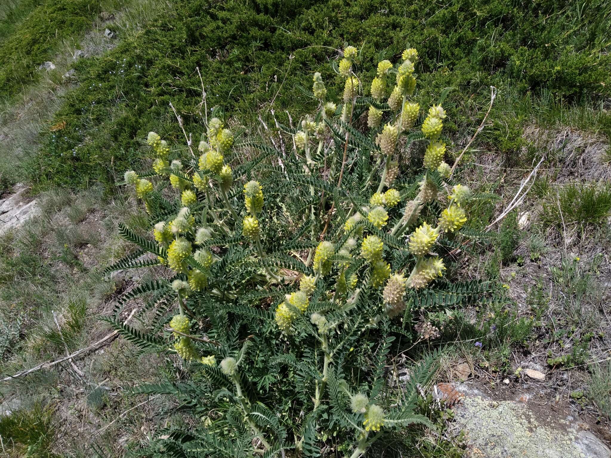 Imagem de Astragalus alopecurus Pall. ex DC.