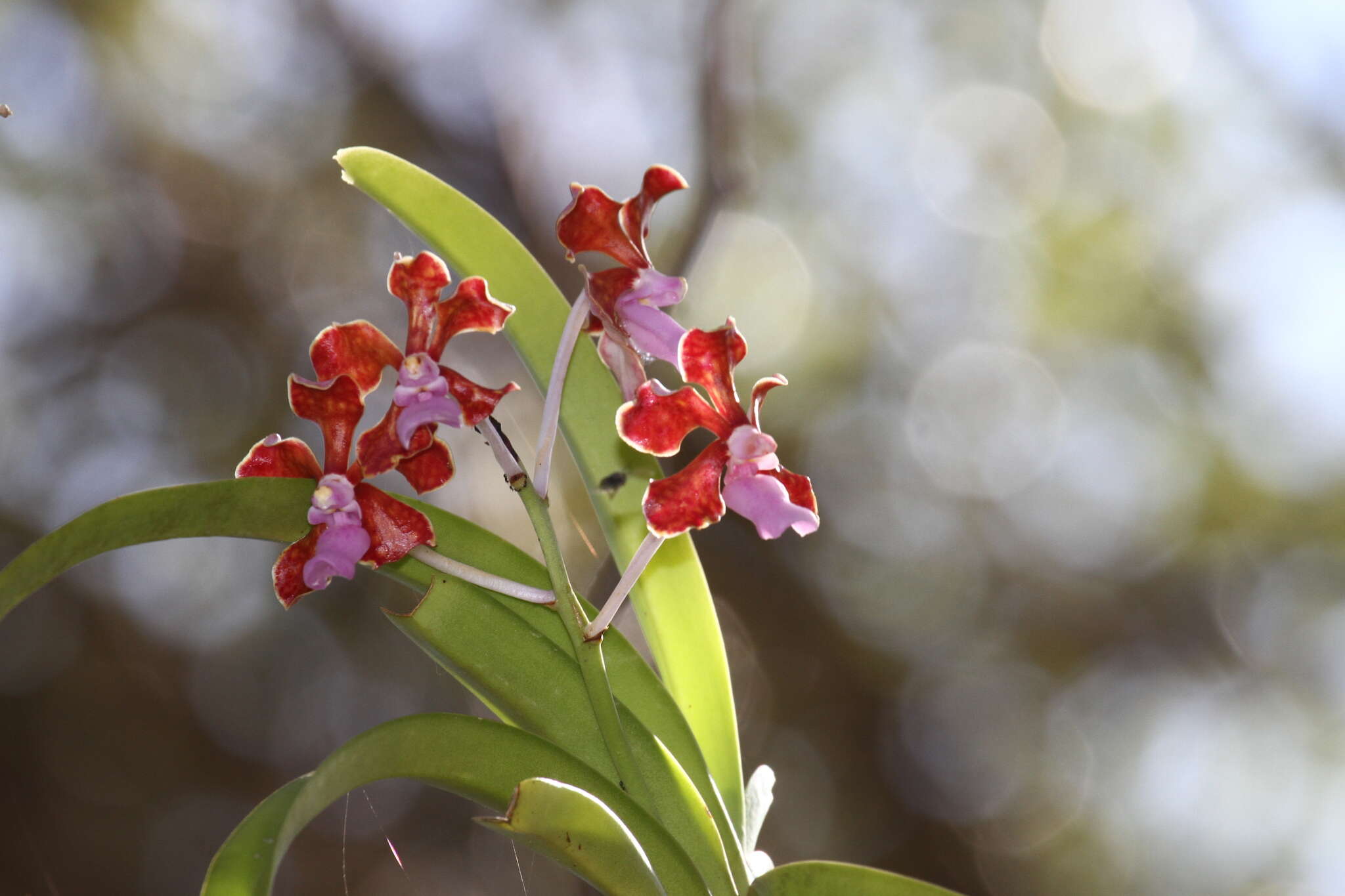 Imagem de Vanda perplexa Motes & D. L. Roberts