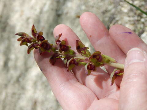 Steveniella satyrioides (Spreng.) Schltr. resmi