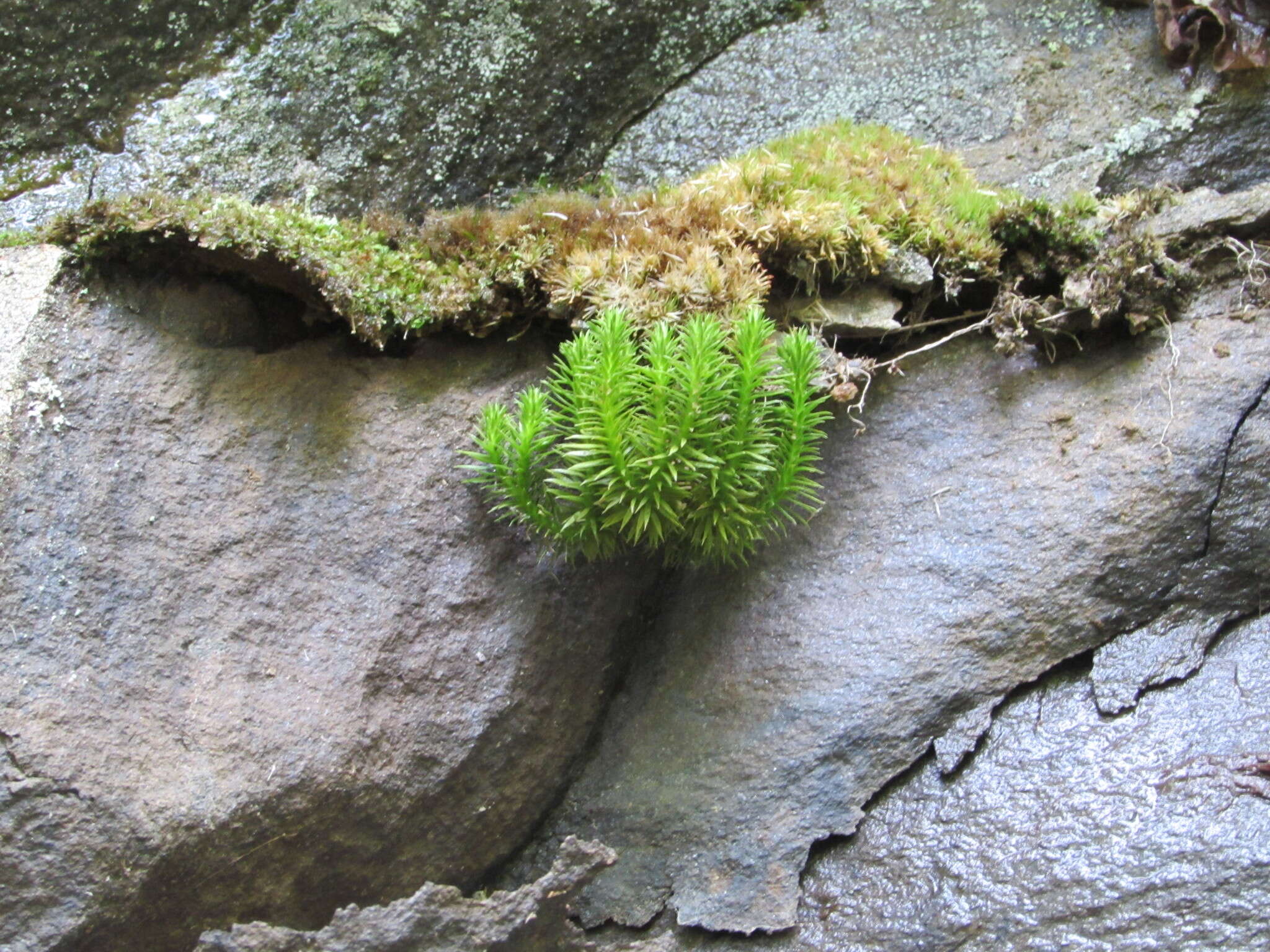 Image of Rock Club Moss