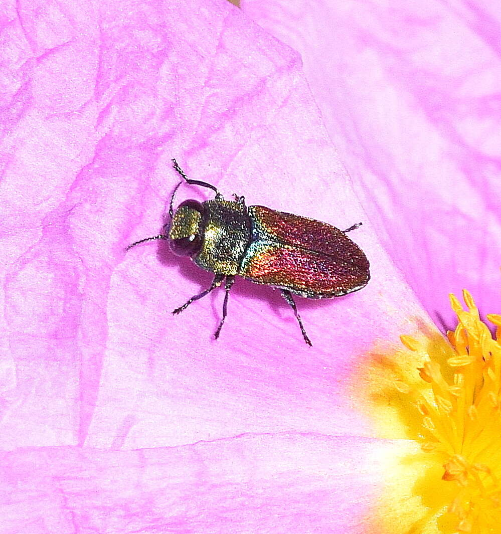 Image of Anthaxia praeclara Mannerheim 1837