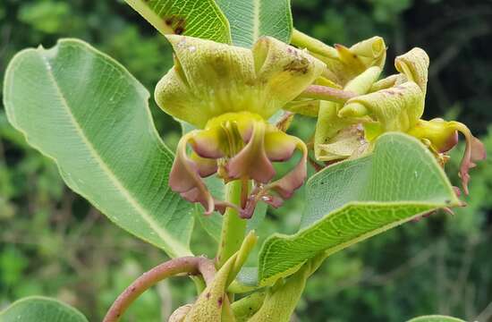 Image of Pachycarpus appendiculatus E. Mey.