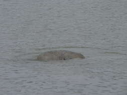 Image of manatees