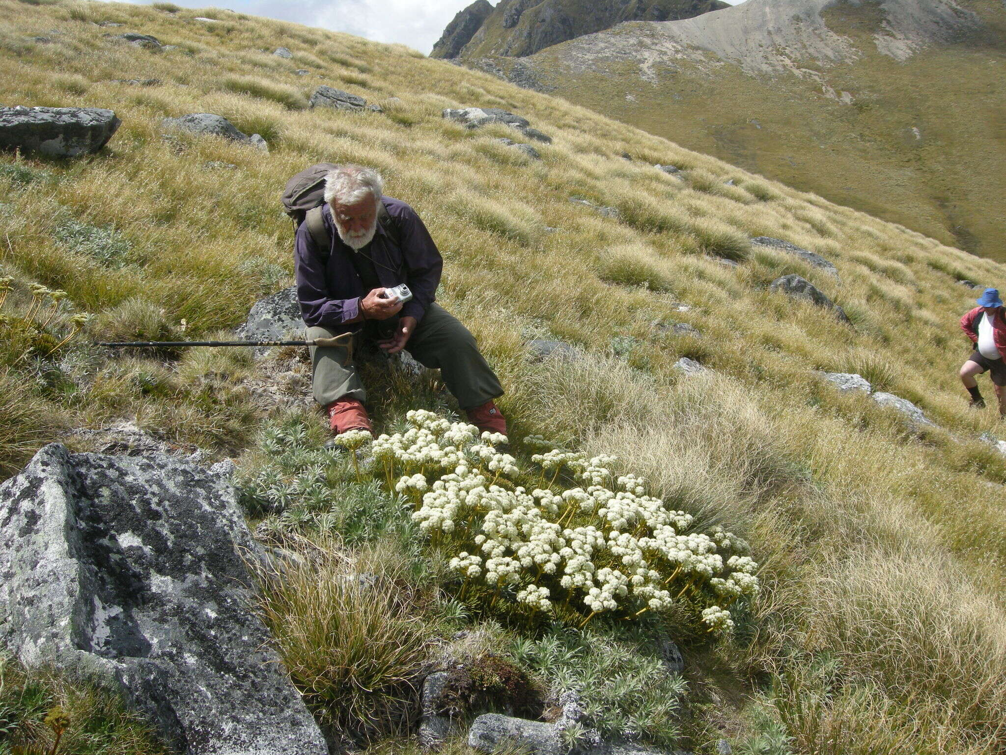 Image of Aciphylla crosby-smithii Petrie