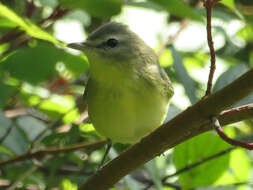 Слика од Vireo philadelphicus (Cassin 1851)