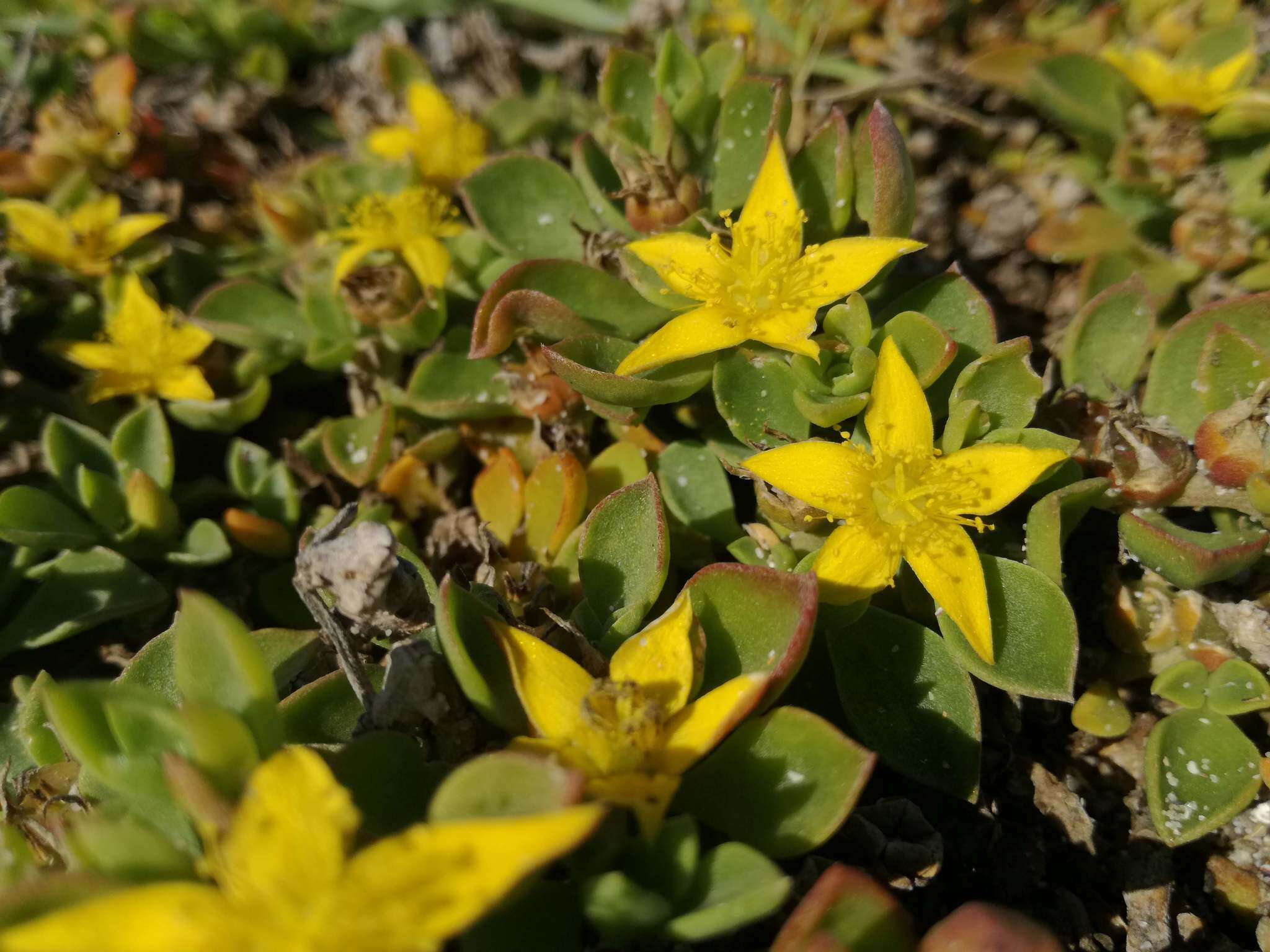 Image of Aizoon rigidum L. fil.