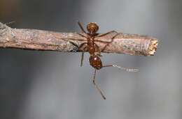 Слика од Aphaenogaster longiceps (Smith 1858)