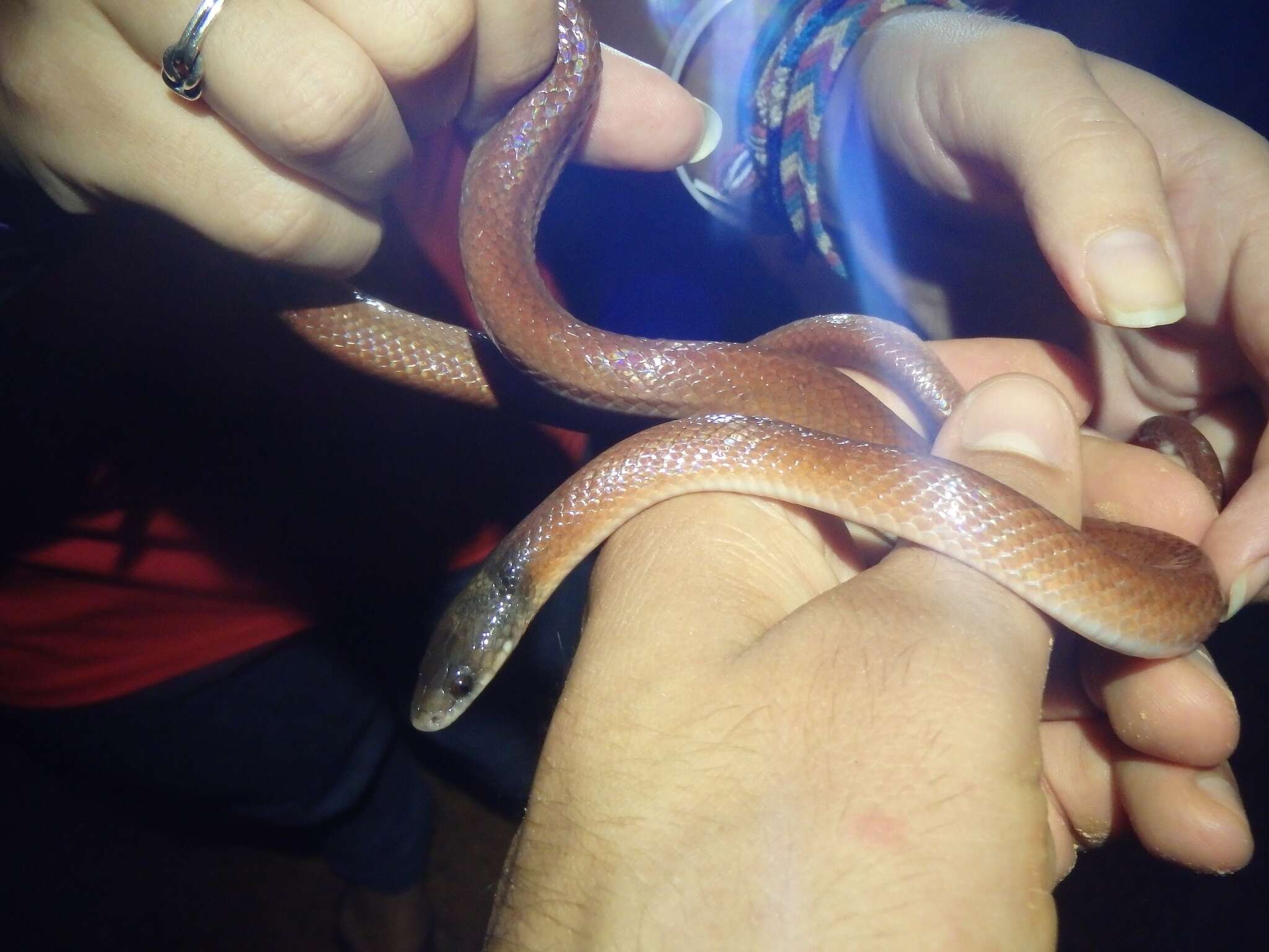 Image of Tschudi's False Coral Snake