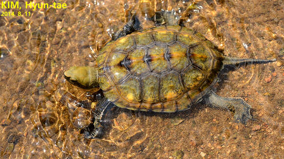 Image of Japanese Pond Turtle