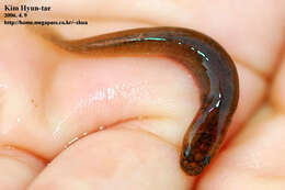 صورة Luciogobius