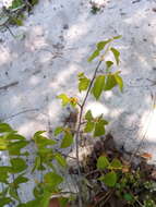 Image of Hugonia longipes H. Perrier