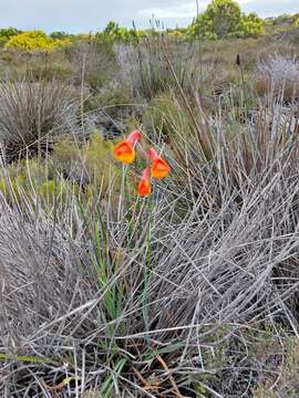 Image of Watsonia humilis Mill.