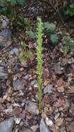 Image of Shortflowered bog orchid